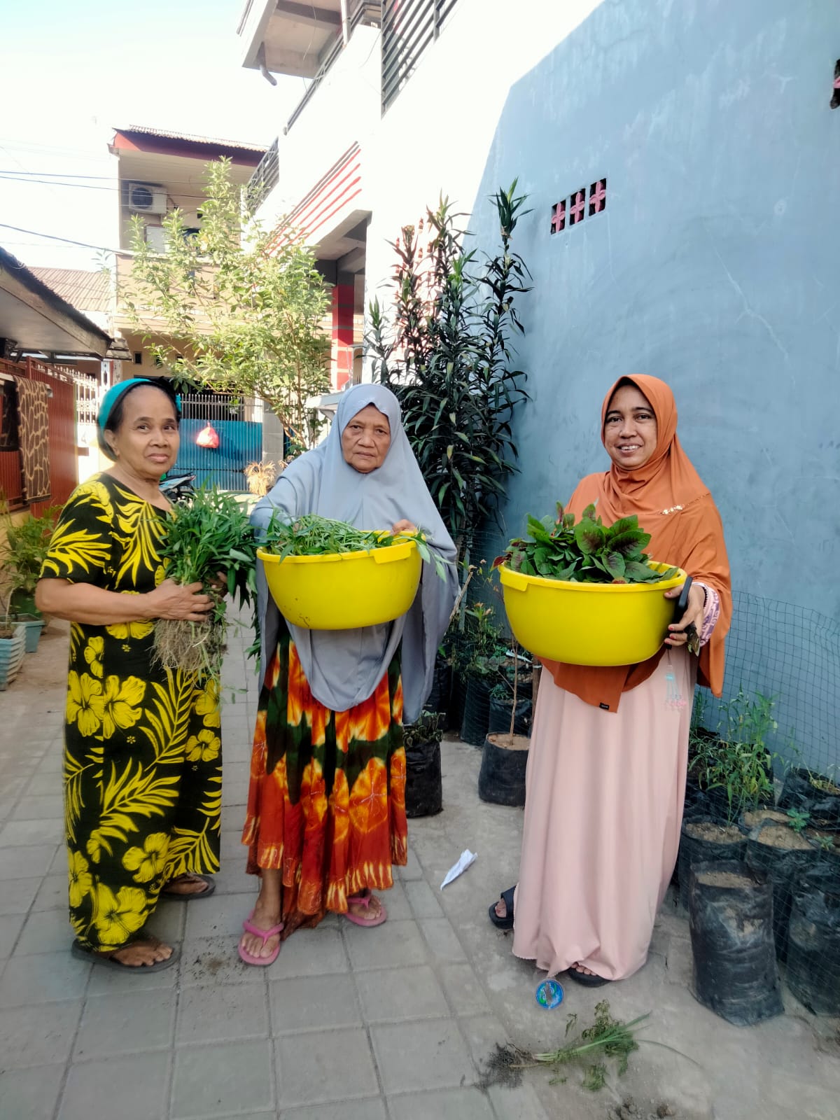 Gambar Terbukti Baik Untuk Semua, Warga Longwis Adelaide Panen Bayam & Kangkung Hasil Program Lorong Wisata